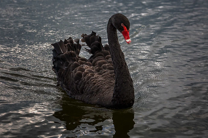 The cover picture of the previous content